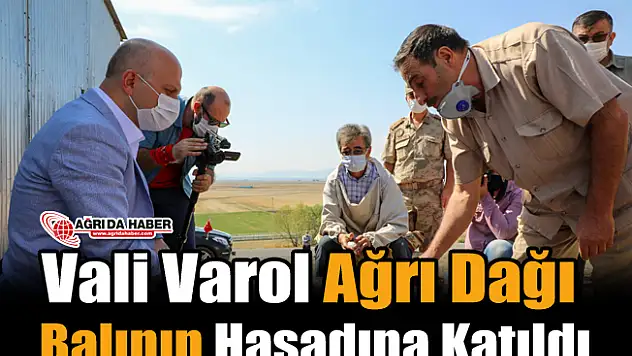 Vali Varol Ağrı Dağı Balının Hasadına Katıldı