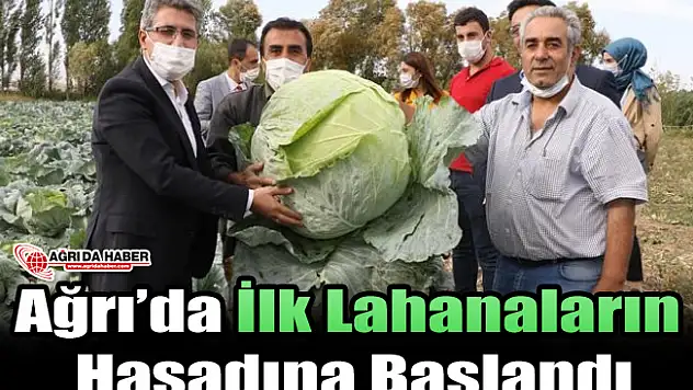 Ağrı'da Lahana Hasadına Başlandı!