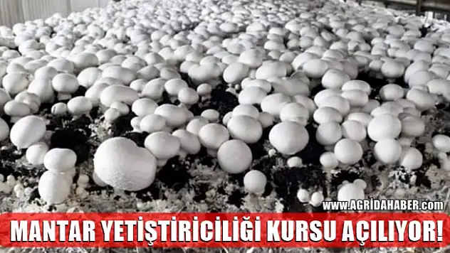 Ağrı'da Mantar Yetiştiriciliği Kursu Açılıyor