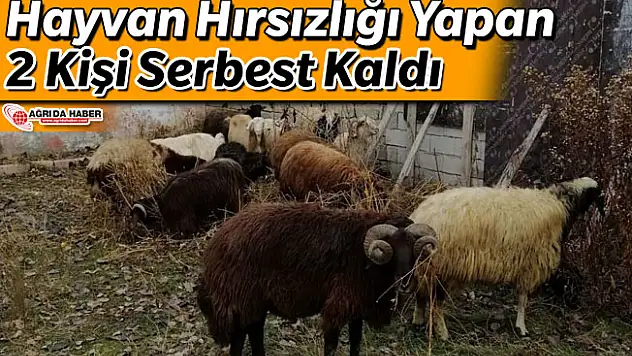 Ağrı'da Yakalanan Koyun Hırsızları Serbest!