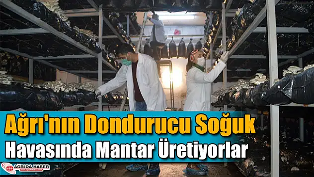 Ağrı'nın Dondurucu Soğuk Havasında Mantar Üretiyorlar