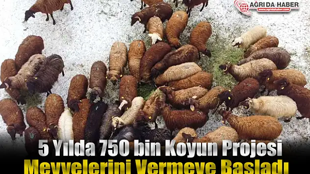 Ağrı'da 5 Yılda 750 bin Koyun projesi meyvelerini vermeye başladı