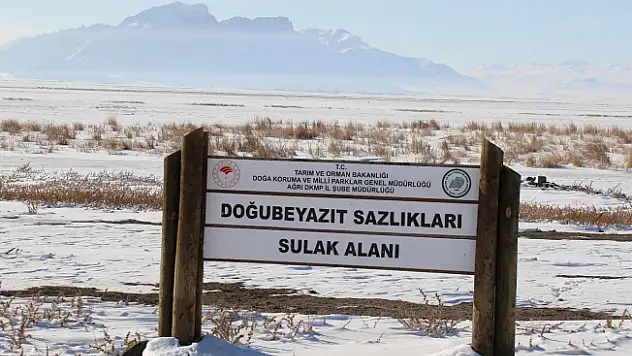 Kışın Ortasında Su Kuşu Sayımları tamamlandı