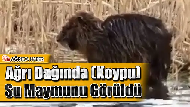 Ağrı Dağında Su Maymunu Görüntülendi