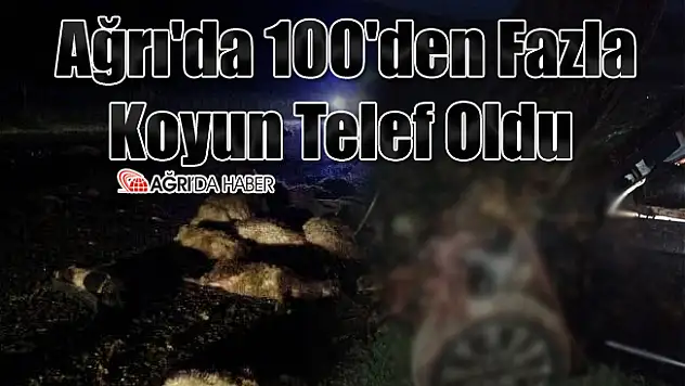 Ağrı'da 100'den Fazla Koyun Telef Oldu