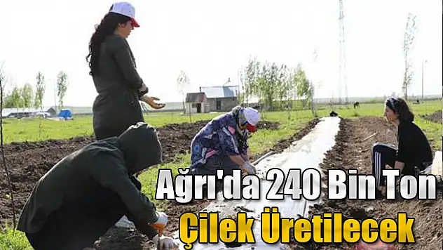 Ağrı'da 240 Bin Ton Çilek Üretilecek