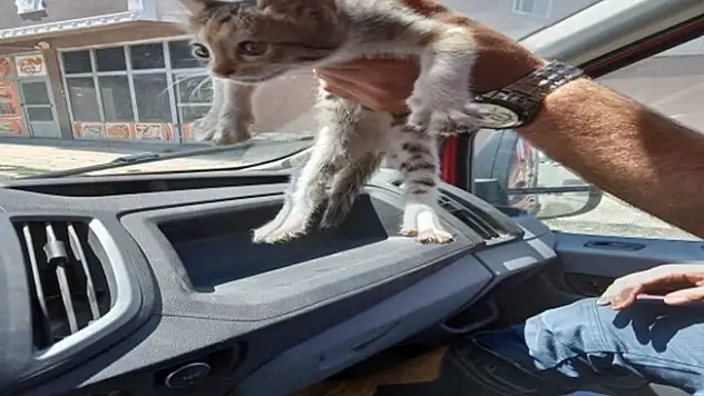 Ağrı'da Kedi Kurtarma Operasyonu!