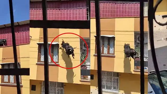 Kurbanlık Keçi Süperman Gibi Uçtu!