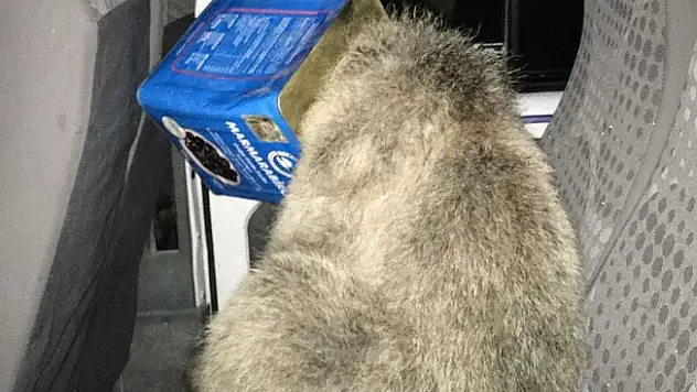 Ağrı'da sıkışan ayı kurtarıldı