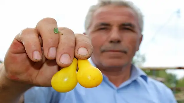 Sarı domatesler dikkat çekiyor