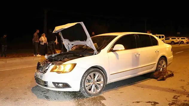 Ağrı'da Bir Otomobil Hayvan Sürüsüne Çarptı
