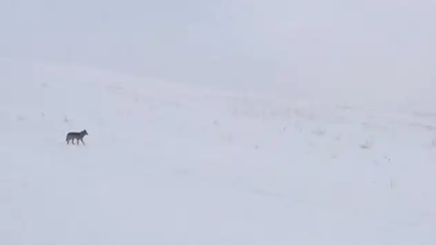 Ağrı'da aç kalan kurtlar yiyecek arayışına girdi