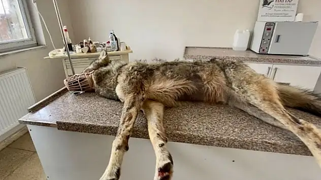 Ağrı'da merkeze inen kurt, belediye ekipleri tarafından yakalandı!
