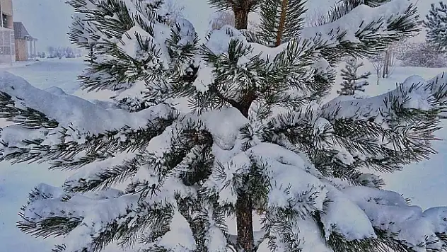 Ağrı'da yağan kar yağışı etkili oldu!