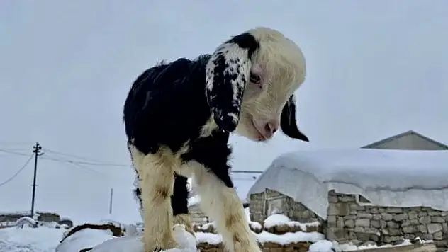 Ağrı'da ilkbaharda da soğuklar devam ediyor