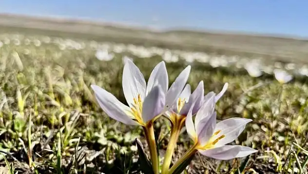 Ağrı'da ilkbahar manzarasıyla mest ediyor