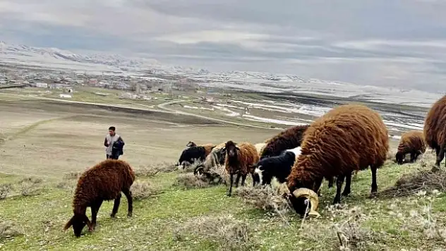 Ağrı'da koyun sürüleri yaylalara çıkmaya başlandı