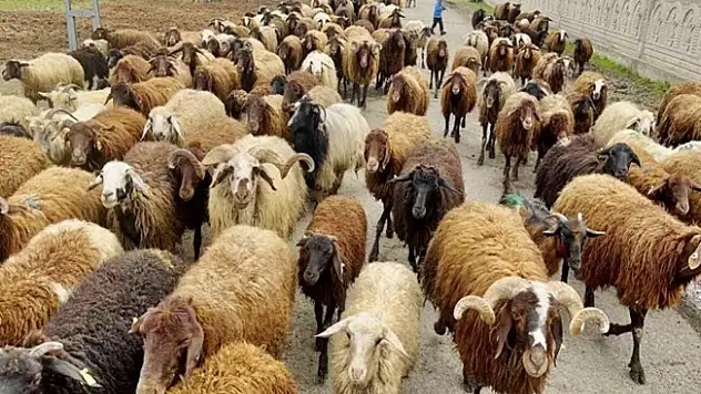 Ağrılı göçerler yaylalara çıktı