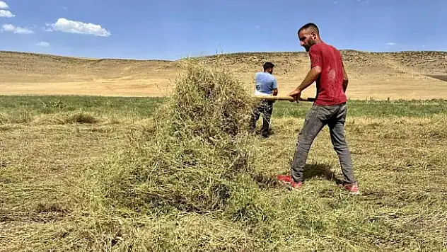 Ağrı'da çiftçinin yüzü gülüyor