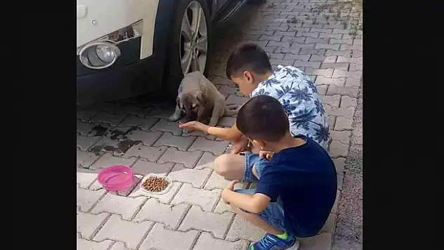 Ağrı'da çocuklar aracın çarptığı yavru köpeğe müdahale etti!