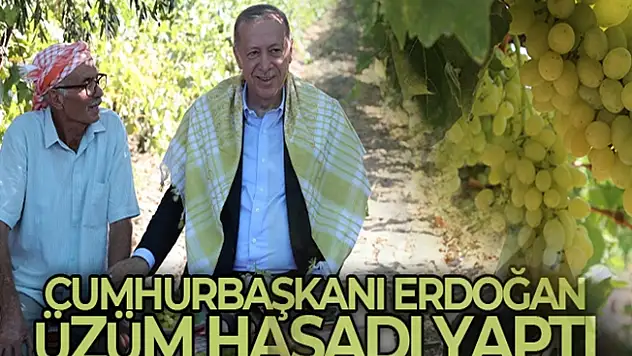 Cumhurbaşkanı Recep Tayyip Erdoğan üzüm hasadı yaptı