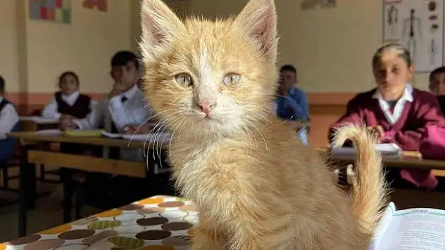 Diyadin'de yavru kedi okulun maskotu oldu