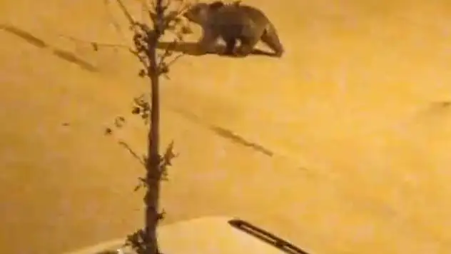 Doğubayazıt ilçe merkezine boz ayı indi