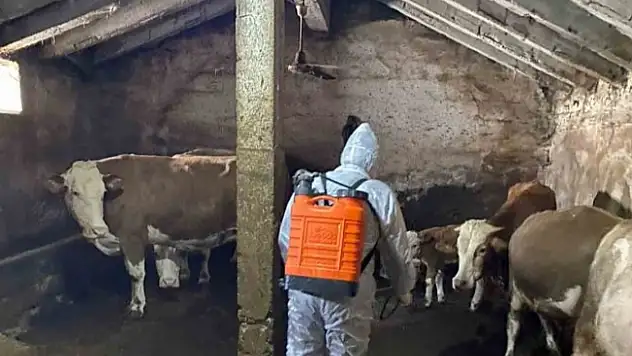 Ağrı'da Şap hastalığına karşı önlem alınmaya başlandı