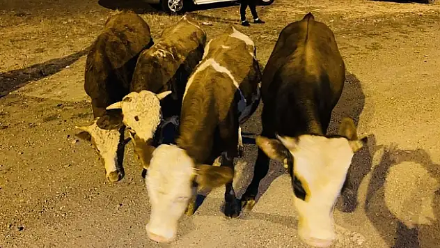 Ağrı'da büyükbaş hayvan çalan şahıs yakalandı