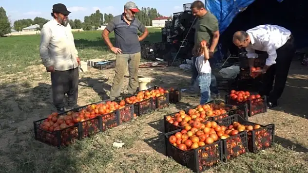 Antalya'nın ihraç domatesi Erciş'te hayat buldu