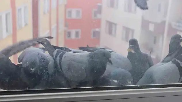 Ağrı'da soğuk hava sokak hayvanlarına zor anlar yaşatıyor