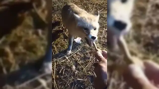 Ağrılı vatandaş, aç kalan tilkiyi elleriyle besledi