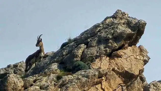 Ağrı'da kayaların usta tırmanıcısı dağ keçisi görüldü