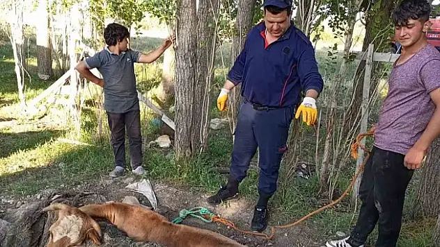 Ağrı'da itfaiye, yangın merdiveniyle ineği kurtardı