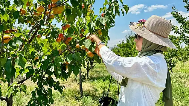 Ağrı'nın volkanik topraklarında 6 ton kayısı hasadı yapıldı