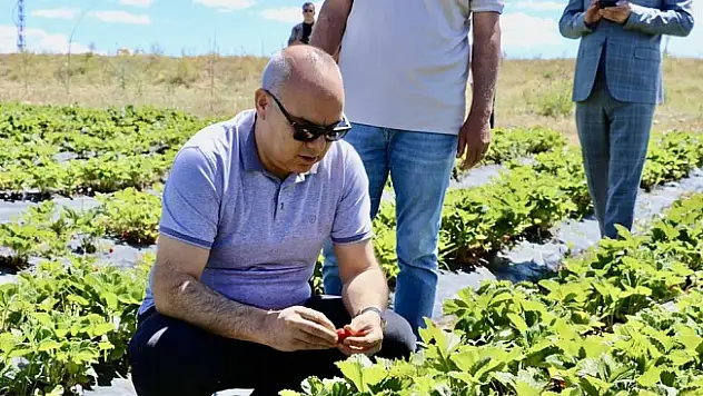 Çilek yetişmez denilen topraklardan 1 yılda 400 ton verim alındı