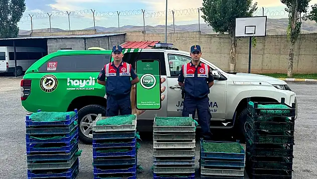 Ağrı'da 300  kg kurbağa avcıları ele geçirildi