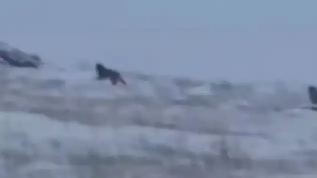 Ağrı'da Kurt Tehlikesi