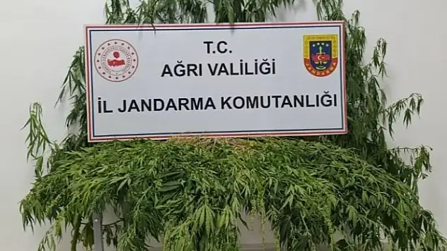 Ağrı'da Uyuşturucuya Geçit Yok: Patnos ve Doğubayazıt'ta Operasyon