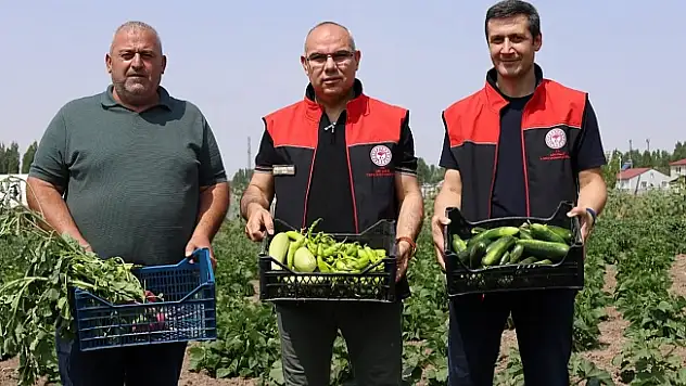 AĞRI'DA SEBZE HASADI SEVİNCİ: VALİ KOÇ ÇİFTÇİLERLE BİR ARAYA GELDİ