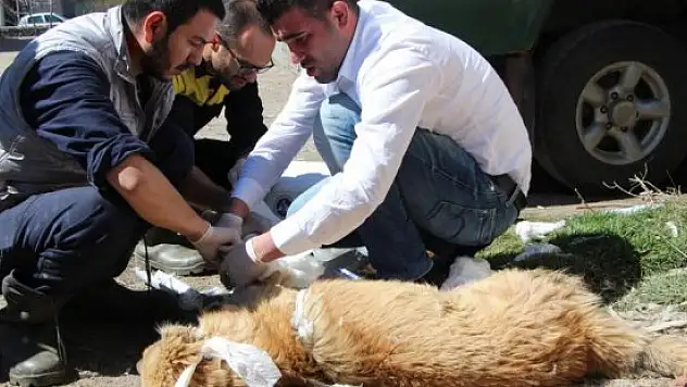 Köpeğin kırılan bacakları alçıya alındı