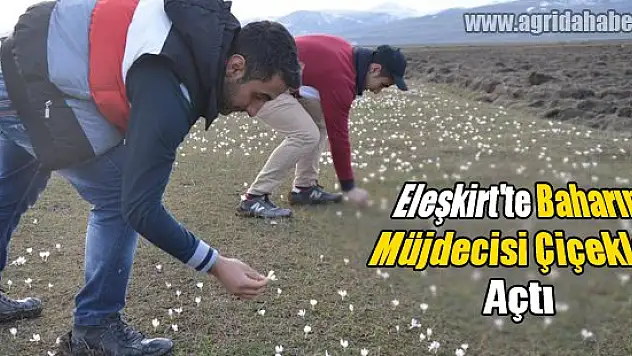 Eleşkirt'te baharın müjdecisi çiçekler açtı