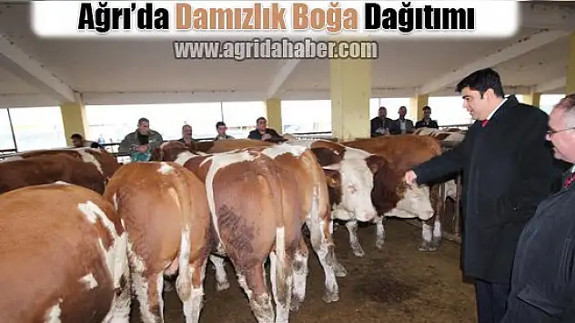 Ağrı'da Damızlık Boğa dağıtımı