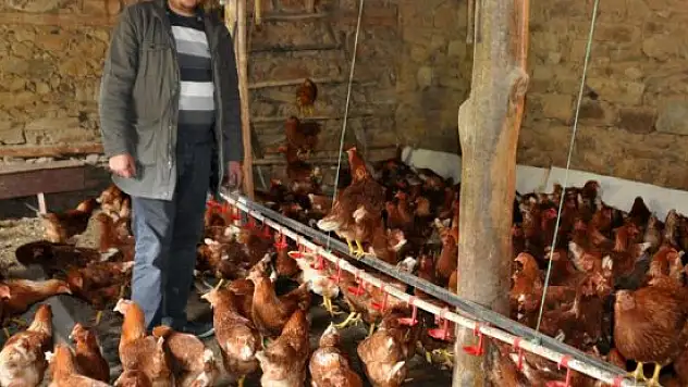 Çiftliğinde organik yumurta üretiyor