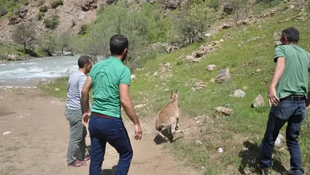 Yaralı dağ keçisine yardım eli