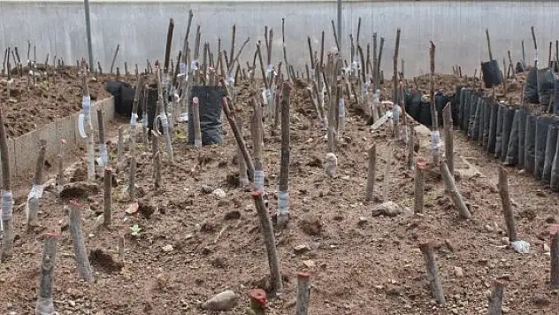 'Serada Aşılı Ceviz Fidan Projesi'