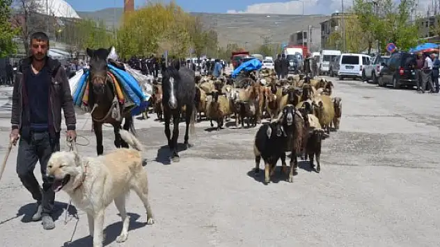 Gürpınar'da besiciler yaylaya çıkmaya başladı