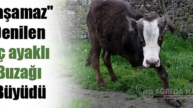 'Yaşamaz' denilen üç ayaklı buzağı büyüdü