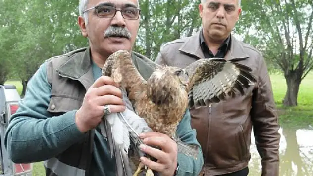 Horozun yaraladığı şahin tedavi edildi
