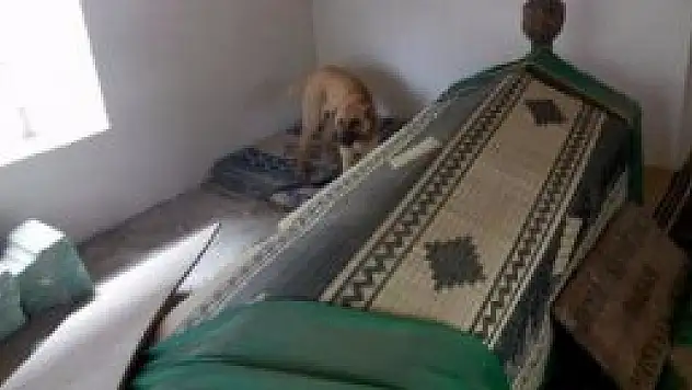 Türbeye Giren Köpek Tepkilere Neden Oldu
